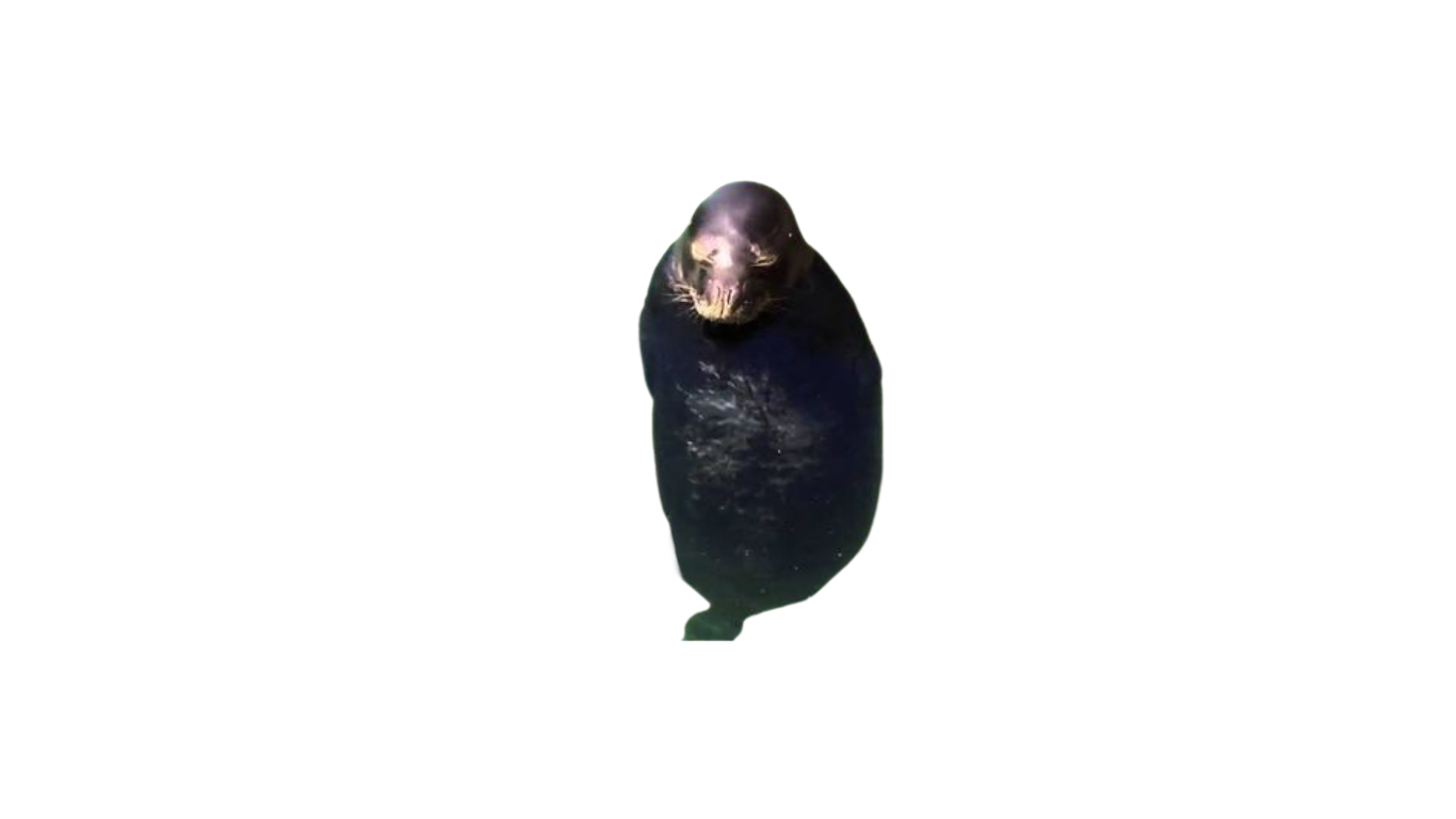 Static Seal